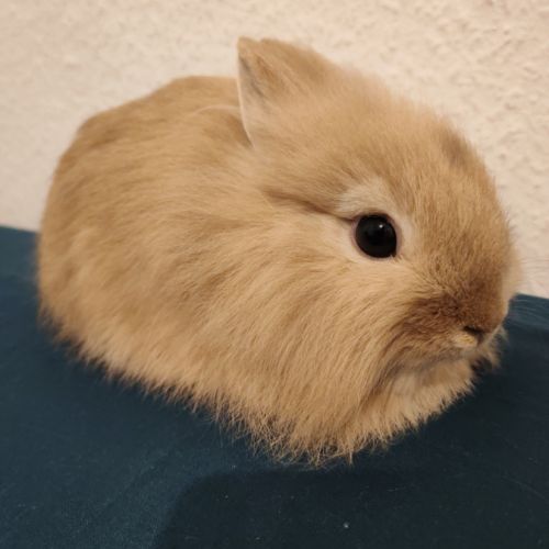Lapin nain tête de lion / fauve de bourgogne
