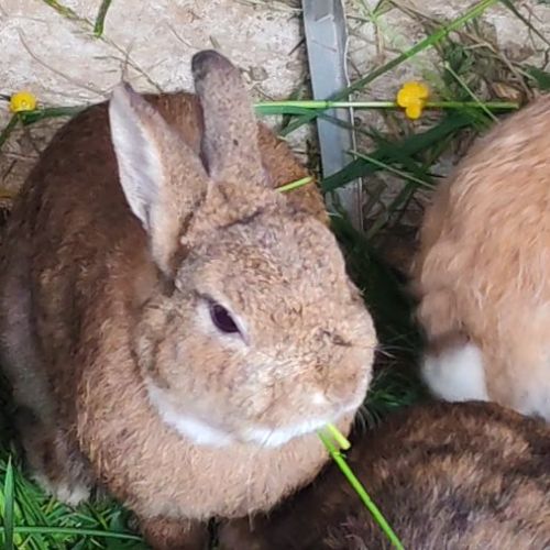 Lapin nain tête de lion / fauve de bourgogne #1