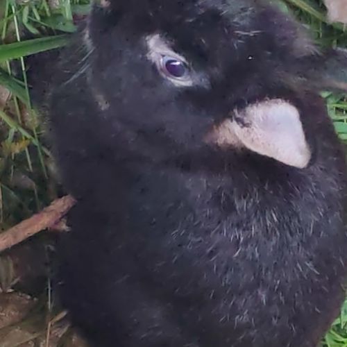 Lapin nain tête de lion / fauve de bourgogne