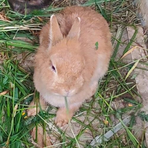 Lapin nain tête de lion / fauve de bourgogne #3