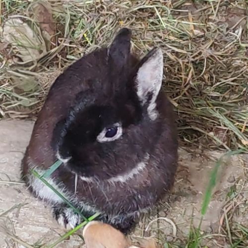 Lapin nain tête de lion / fauve de bourgogne #6