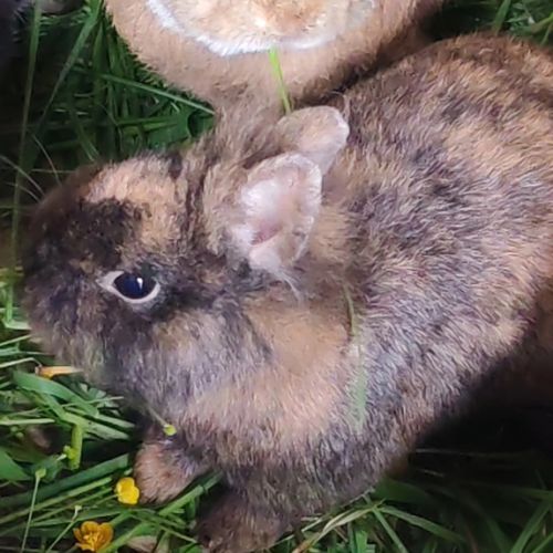 Lapin nain tête de lion / fauve de bourgogne #7