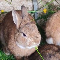 Lapin nain tête de lion / fauve de bourgogne #1