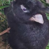 Lapin nain tête de lion / fauve de bourgogne