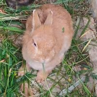 Lapin nain tête de lion / fauve de bourgogne #3