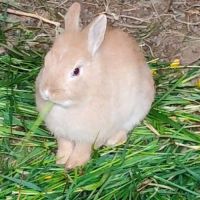Lapin nain tête de lion / fauve de bourgogne #4