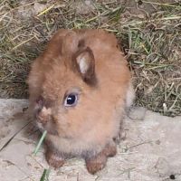 Lapin nain tête de lion / fauve de bourgogne #5