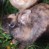 Lapin nain tête de lion / fauve de bourgogne #7