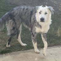 Chien athena à l adoption