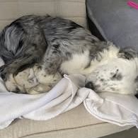 Chien athena à l adoption #2