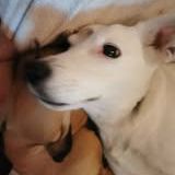 Chien zoe à l adoption #2