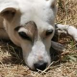 Chien zoe à l adoption #3