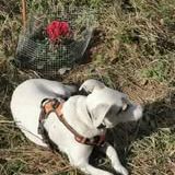 Chien zoe à l adoption #4