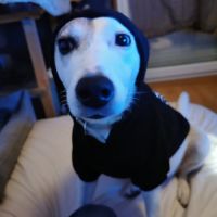 Chien zoe à l adoption