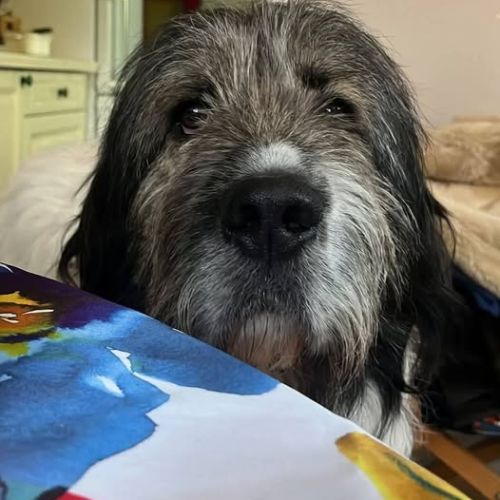 Chien baloo à l adoption #0