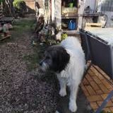 Chien baloo à l adoption #2