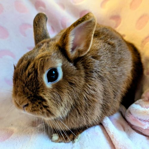 Femelle, 10 mois vacciné stérilisé