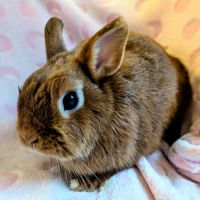 Femelle, 10 mois vacciné stérilisé