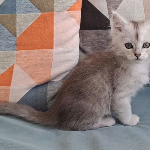 Chaton mâle maine coon loof #1