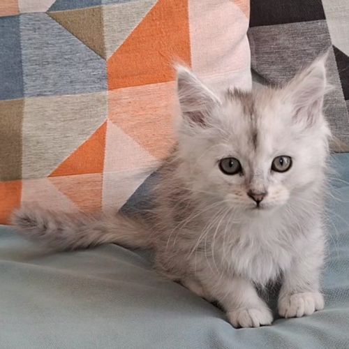 Chaton mâle maine coon loof #0