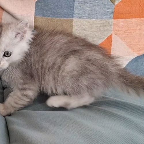 Chaton mâle maine coon loof #3