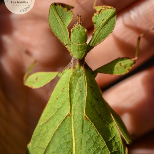 Phyllium gardabagusi #0