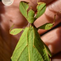 Phyllium gardabagusi