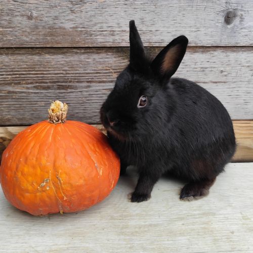 Lapin nain et géant papillon #1