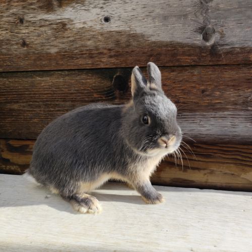 Lapin nain et géant papillon #3