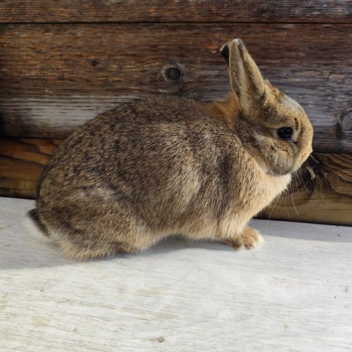 Lapin nain et géant papillon #4