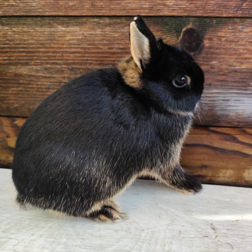 Lapin nain et géant papillon #6