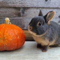 Lapin nain et géant papillon #0