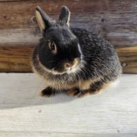 Lapin nain et géant papillon #5