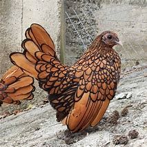Oeuf fécondé, poussin, poule, coq sebright.