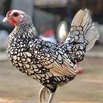 Oeuf fécondé, poussin, poule, coq sebright. #1