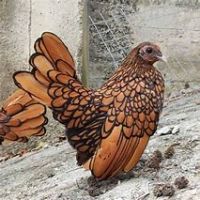 Oeuf fécondé, poussin, poule, coq sebright. #0