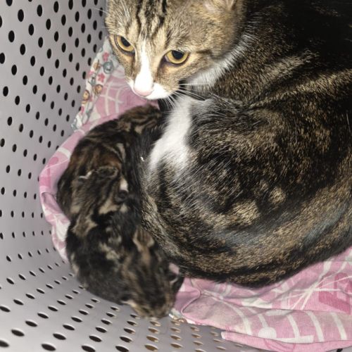 Adoptez un adorable chaton type british shorthair #1