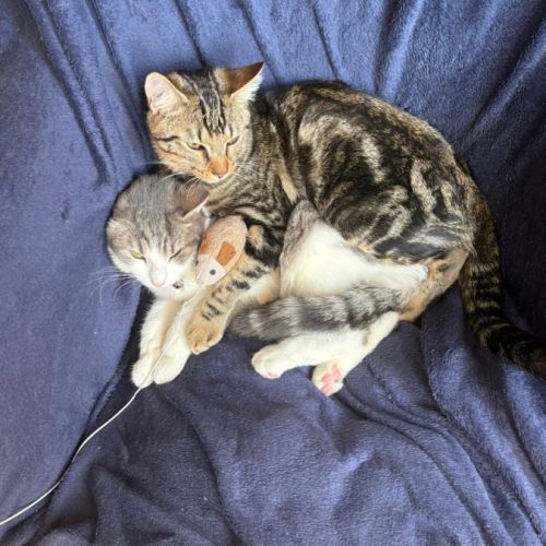 Adoptez un adorable chaton type british shorthair #8