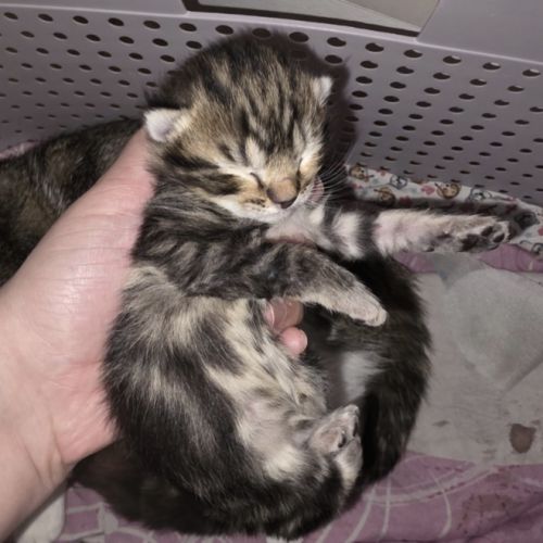 Adoptez un adorable chaton type british shorthair
