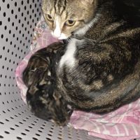 Adoptez un adorable chaton type british shorthair #1