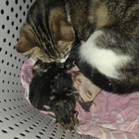 Adoptez un adorable chaton type british shorthair #2