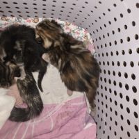 Adoptez un adorable chaton type british shorthair #3