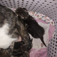 Adoptez un adorable chaton type british shorthair #4