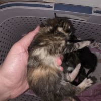 Adoptez un adorable chaton type british shorthair #5