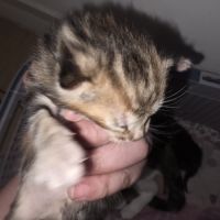 Adoptez un adorable chaton type british shorthair #6