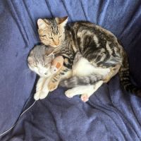 Adoptez un adorable chaton type british shorthair #8