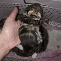 Adoptez un adorable chaton type british shorthair #9