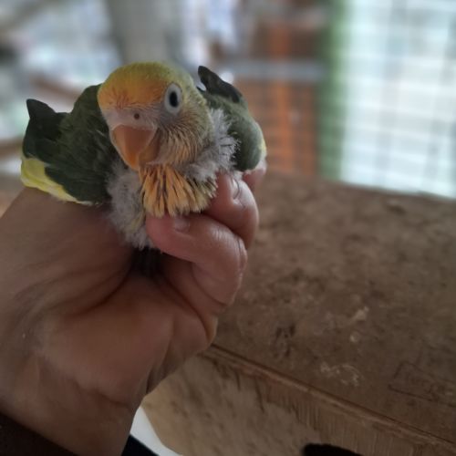 Inséparable hybride  mère roseicollis et père fics #0