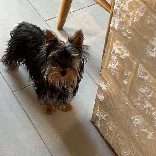 Chiot yorkshire amour à adopter #1