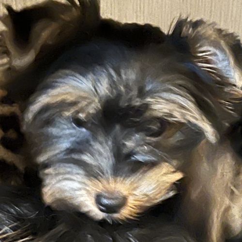 Chiot yorkshire amour à adopter #3